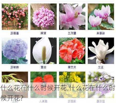 什么花在什么时候开花,什么花在什么时候开花?-第2张图片-花卉百科