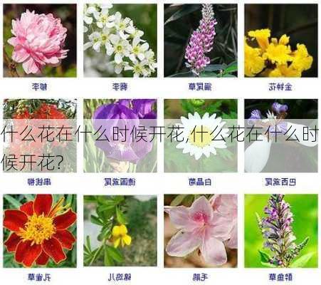 什么花在什么时候开花,什么花在什么时候开花?-第3张图片-花卉百科