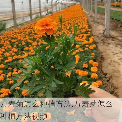 万寿菊怎么种植方法,万寿菊怎么种植方法视频