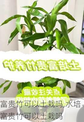 富贵竹可以土栽吗,水培富贵竹可以土栽吗-第1张图片-花卉百科