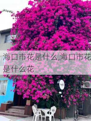 海口市花是什么,海口市花是什么花