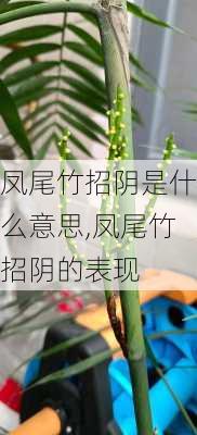 凤尾竹招阴是什么意思,凤尾竹招阴的表现-第3张图片-花卉百科