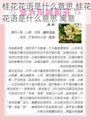 桂花花语是什么意思,桂花花语是什么意思 寓意