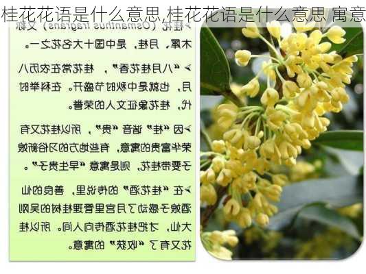 桂花花语是什么意思,桂花花语是什么意思 寓意-第2张图片-花卉百科