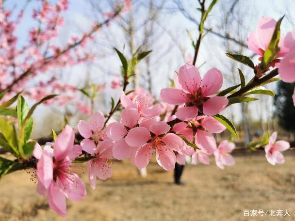 春天三月份开什么花,春天三月份开什么花图片-第3张图片-花卉百科