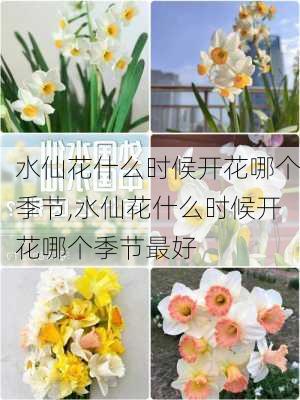 水仙花什么时候开花哪个季节,水仙花什么时候开花哪个季节最好