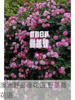 澳洲野蔷薇花语,野蔷薇 花语