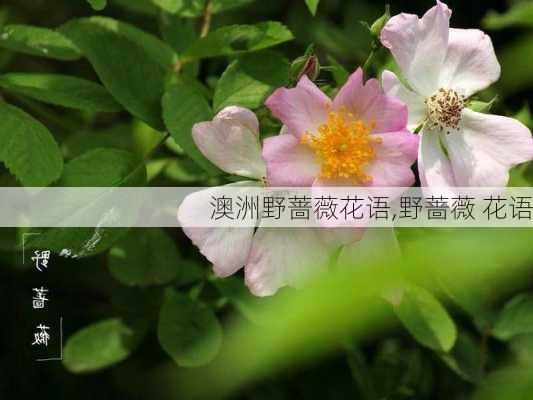 澳洲野蔷薇花语,野蔷薇 花语-第2张图片-花卉百科