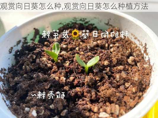 观赏向日葵怎么种,观赏向日葵怎么种植方法-第1张图片-花卉百科