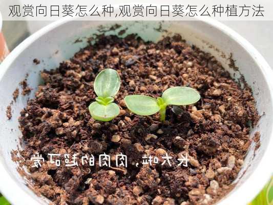 观赏向日葵怎么种,观赏向日葵怎么种植方法-第3张图片-花卉百科