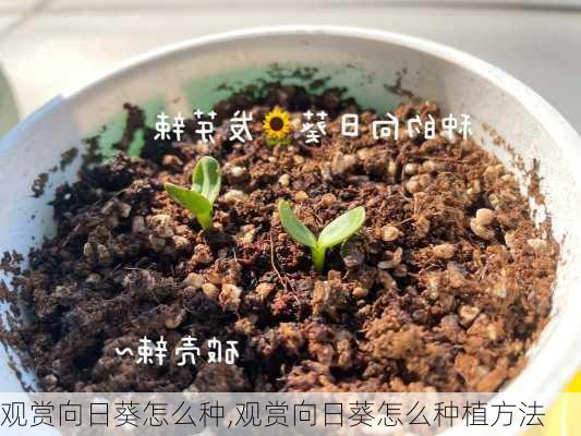 观赏向日葵怎么种,观赏向日葵怎么种植方法-第2张图片-花卉百科