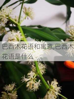 巴西木花语和寓意,巴西木花语是什么