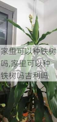 家里可以种铁树吗,家里可以种铁树吗吉利吗-第2张图片-花卉百科