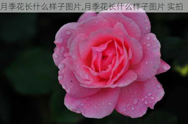 月季花长什么样子图片,月季花长什么样子图片 实拍