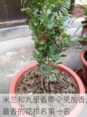 米兰和九里香哪个更加香,最香的花排名第一名-第2张图片-花卉百科