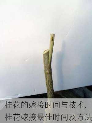 桂花的嫁接时间与技术,桂花嫁接最佳时间及方法-第2张图片-花卉百科