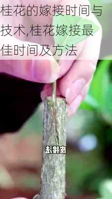 桂花的嫁接时间与技术,桂花嫁接最佳时间及方法-第3张图片-花卉百科