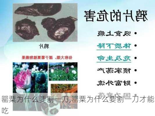 罂粟为什么要割一刀,罂粟为什么要割一刀才能吃-第3张图片-花卉百科