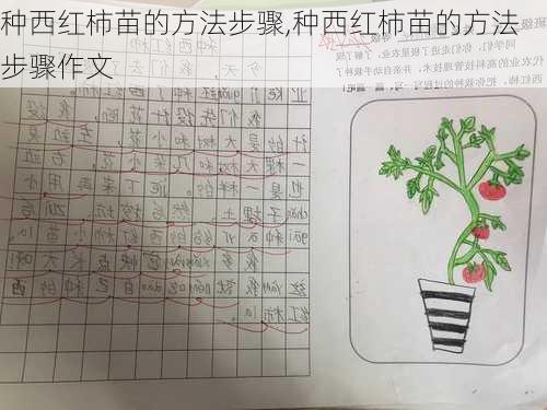 种西红柿苗的方法步骤,种西红柿苗的方法步骤作文