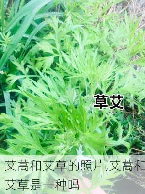 艾蒿和艾草的照片,艾蒿和艾草是一种吗-第1张图片-花卉百科