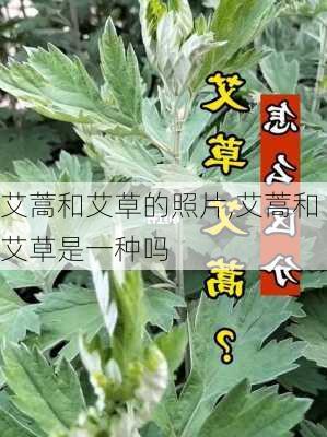 艾蒿和艾草的照片,艾蒿和艾草是一种吗-第2张图片-花卉百科