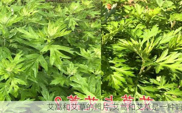 艾蒿和艾草的照片,艾蒿和艾草是一种吗-第3张图片-花卉百科