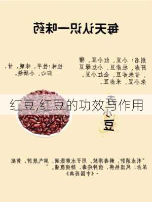 红豆,红豆的功效与作用