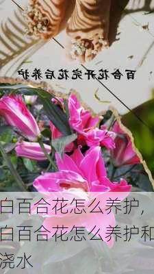 白百合花怎么养护,白百合花怎么养护和浇水