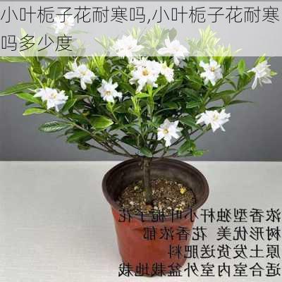 小叶栀子花耐寒吗,小叶栀子花耐寒吗多少度