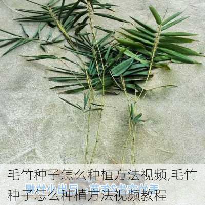 毛竹种子怎么种植方法视频,毛竹种子怎么种植方法视频教程-第2张图片-花卉百科