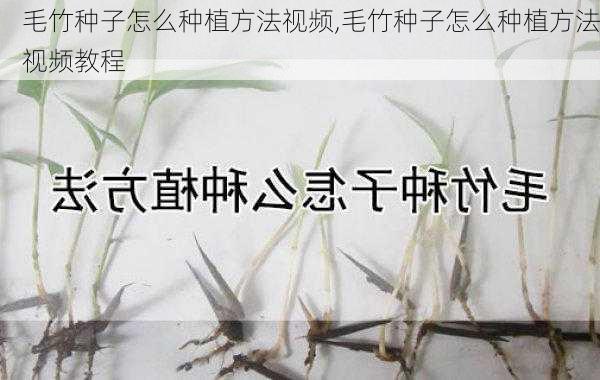 毛竹种子怎么种植方法视频,毛竹种子怎么种植方法视频教程-第1张图片-花卉百科