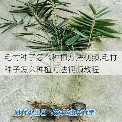 毛竹种子怎么种植方法视频,毛竹种子怎么种植方法视频教程-第3张图片-花卉百科