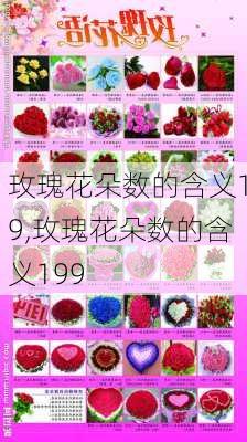 玫瑰花朵数的含义19,玫瑰花朵数的含义199-第3张图片-花卉百科