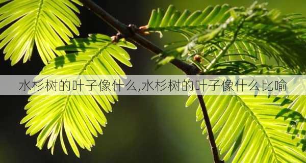 水杉树的叶子像什么,水杉树的叶子像什么比喻-第3张图片-花卉百科