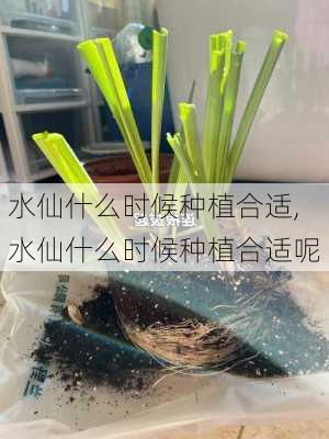 水仙什么时候种植合适,水仙什么时候种植合适呢-第3张图片-花卉百科