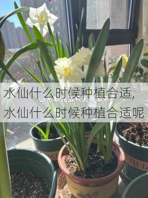 水仙什么时候种植合适,水仙什么时候种植合适呢-第2张图片-花卉百科