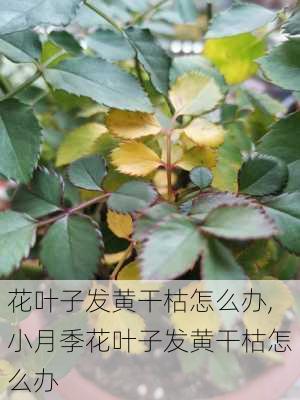 花叶子发黄干枯怎么办,小月季花叶子发黄干枯怎么办