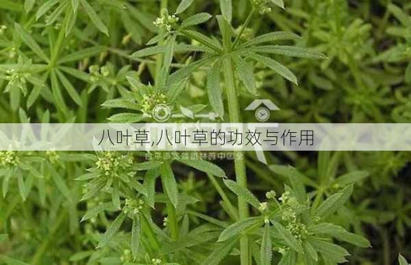 八叶草,八叶草的功效与作用-第3张图片-花卉百科