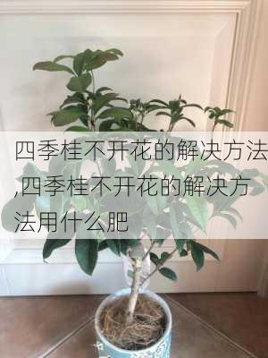 四季桂不开花的解决方法,四季桂不开花的解决方法用什么肥-第1张图片-花卉百科