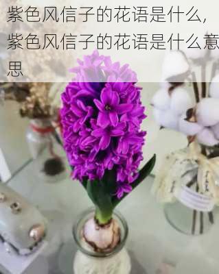 紫色风信子的花语是什么,紫色风信子的花语是什么意思-第2张图片-花卉百科