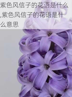 紫色风信子的花语是什么,紫色风信子的花语是什么意思