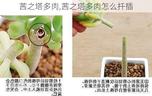 茜之塔多肉,茜之塔多肉怎么扦插-第2张图片-花卉百科