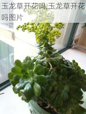 玉龙草开花吗,玉龙草开花吗图片