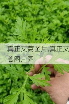 真正艾蒿图片,真正艾蒿图片图-第1张图片-花卉百科