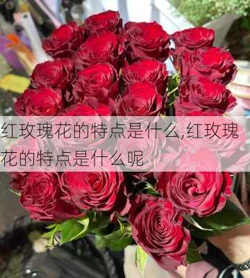 红玫瑰花的特点是什么,红玫瑰花的特点是什么呢-第1张图片-花卉百科