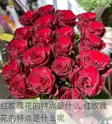 红玫瑰花的特点是什么,红玫瑰花的特点是什么呢-第2张图片-花卉百科