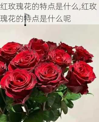 红玫瑰花的特点是什么,红玫瑰花的特点是什么呢-第3张图片-花卉百科