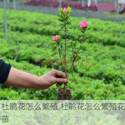 杜鹃花怎么繁殖,杜鹃花怎么繁殖花苗-第2张图片-花卉百科