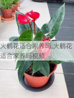 火鹤花适合家养吗,火鹤花适合家养吗视频