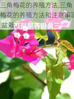 三角梅花的养殖方法,三角梅花的养殖方法和注意事项 盆栽